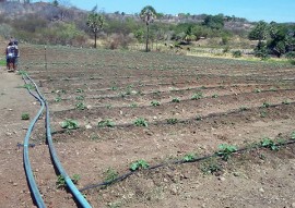 Nazarezinho familias mudam de vida cultivando hortaliças 3 270x191 - Governo do Estado incentiva agricultura familiar em Nazarezinho