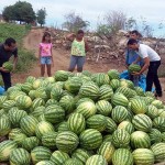 Nazarezinho familias mudam de vida cultivando hortaliças (4)