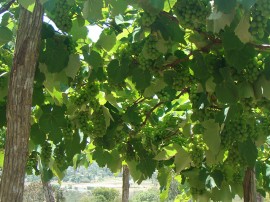 Uva Emepa 11 01 2016 1 270x202 - Emepa pesquisa sobre cultivo de uva na Região de Campina Grande