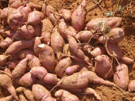 batata 3 p 270x202 - Agricultores paraibanos aumentam renda com cultivo de batata-doce no Vale do Piancó