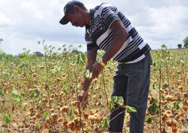 governo pb incentiva agricultura familiar do algodao portal 1 270x191 - Retomada da cultura do algodão pelo Governo do Estado anima agricultores familiares