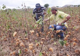 governo pb incentiva agricultura familiar do algodao portal 2 270x191 - Retomada da cultura do algodão pelo Governo do Estado anima agricultores familiares