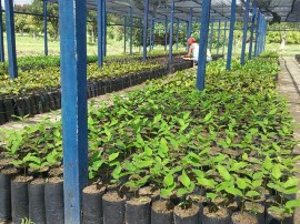 mudas emepa5 270x202 - Governo entrega mudas de plantas frutíferas para agricultores familiares