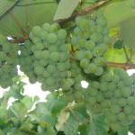 uvas4 emape 11-01-2016