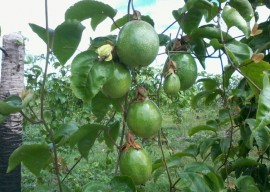 Maracuja3 17 02 2016 270x192 - Governo do Estado incentiva substituição de plantio de coco por maracujá em Sousa