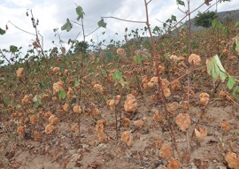 emater pb governo distribui sementes do algodao organico 1 270x191 - Governo do Estado começa distribuição de sementes de algodão orgânico na região do Curimataú