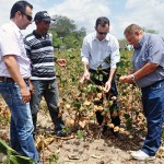 emater pb governo distribui sementes do algodao organico (2)