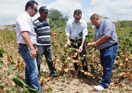 emater pb governo distribui sementes do algodao organico (2)