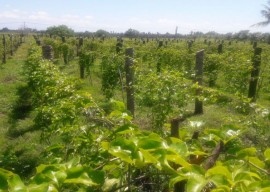 maracuja 5 270x192 - Governo do Estado incentiva substituição de plantio de coco por maracujá em Sousa