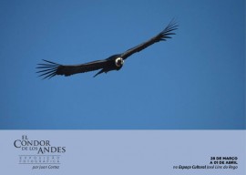 condor2 270x192 - Até sexta-feira: Espaço Cultural recebe exposição El Condor de Los Andes