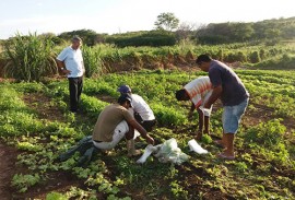 emater producao de hortalicas em uirauna 3 270x183 - Produção de hortaliças incentiva agricultura familiar em Uiraúna