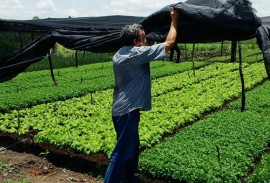 emater producao de hortalicas em uirauna 5 270x183 - Produção de hortaliças incentiva agricultura familiar em Uiraúna