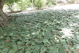 emater criadores plantam palma na falta de racao  1 270x183 - Criadores paraibanos cultivam palma forrageira para enfrentar período de estiagem