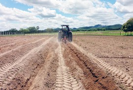 emater criadores plantam palma na falta de racao  2 270x183 - Criadores paraibanos cultivam palma forrageira para enfrentar período de estiagem