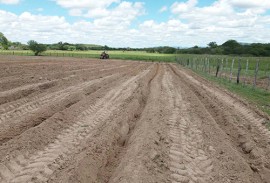 emater criadores plantam palma na falta de racao  5 270x183 - Criadores paraibanos cultivam palma forrageira para enfrentar período de estiagem