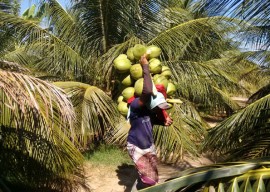 06 04 16 agricultores sao orientados uso racional deguapar 4 270x192 - Agricultores cultivam coco com uso racional de água em Sousa