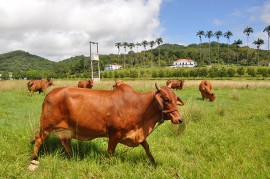 Gado Sindi Emepa Alagoinha 270x179 - Estudantes conhecem trabalho de pesquisa da Emepa sobre gado Guzerá e Sindi