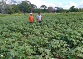 emater projeto algodao colorido pb evento internacional em goiania go 5 270x191 - Projeto Algodão Paraíba será apresentado em evento internacional em Goiânia