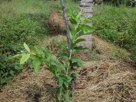 goiaba6 270x202 - Agricultor de Marizópolis encontra alternativa para superar deficiência hídrica no Sertão