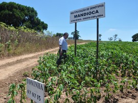 semente maniva emepa2 portal 270x202 - Governo produz sementes de mandioca e macaxeira para atender agricultor familiar