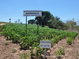 semente maniva emepa portal 270x202 - Governo produz sementes de mandioca e macaxeira para atender agricultor familiar