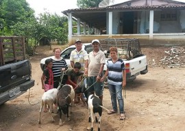 caprinos Oziel11 053 270x192 - Agricultores do Ecoprodutivo recebem matrizes e reprodutores de caprinos do Governo do Estado