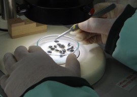 ipc pb laboratorio de entomologia forense foto isael oliveira (3)