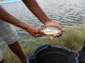 pis24 270x202 - Governo da Paraíba realiza peixamento em reservatórios d’água do estado