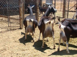 emepa caprinos 19 07 270x202 - Emepa realiza inseminação em 600 cabras leiteiras no Cariri