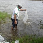 pis346 150x150 - Divisão de Piscicultura da Empasa atinge metas do primeiro semestre