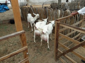 cubati2 29 08 270x202 - Governo apoia exposição e feira de caprinos e ovinos em Cubati