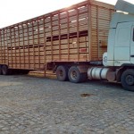 gado-alagoinha-26-08 gado-alagoinha-26-08