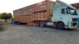 gado-alagoinha-26-08