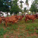 gado-sindi-emepa2-12-07