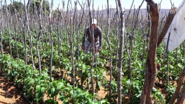 hortaliças00 30 08 270x152 - Governo incentiva agricultura familiar em Vieirópolis