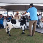 leilão emepa2 29 08