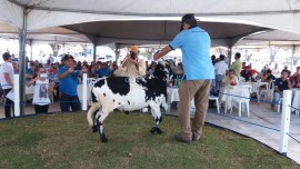 leilão emepa2 29 08 270x152 - Rebanho de caprinos e ovinos do Nordeste se fortalece com genética da Emepa