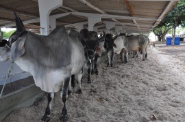 DSC 0441 270x179 - Emepa promove leilão de gado Guzerá, Gir e Sindi neste sábado na Expofeira