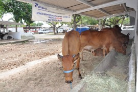 DSC 0448 270x179 - Emepa promove leilão de gado Guzerá, Gir e Sindi neste sábado na Expofeira