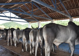 emepa promove leilao de gado gir sindi e guzera