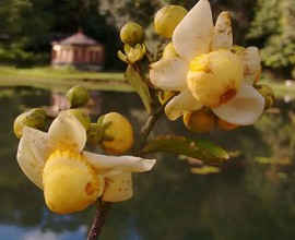 flor imbiriba 270x220 - Jardim Botânico de João Pessoa é espaço de contemplação da primavera