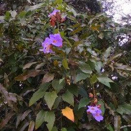 IMG 20161114 103510 1 270x270 - No Jardim Botânico: Sudema abre inscrições para oficina de mini jardins