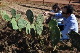 DSC 1749 270x179 - Governo entrega raquetes de palma para agricultores de Picuí