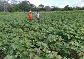 seminario sobre a cultura do algodao emater catingueira 270x191 - Sistema de produção de algodão agroecológico da Paraíba é apresentado em seminário no Paraguai