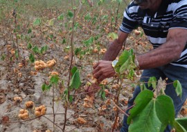 emater producao e preco do algodao organico da safra 2016 e 2017 no estado (1)