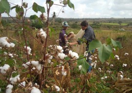 emater producao e preco do algodao organico da safra 2016 e 2017 no estado 3 270x191 - Governo discute preço do algodão orgânico para safra agrícola 2016/2017