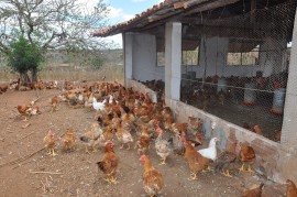 DSC 0247 26 09 2016 270x179 - Agricultores do Cariri usam feno na alimentação de galinhas de capoeira