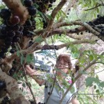 emater-curso-jabuticaba (4)