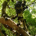 emater-curso-jabuticaba (5)