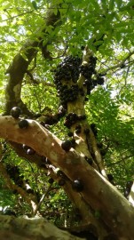 emater-curso-jabuticaba (5)